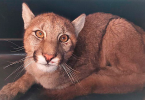 Puma en Chicureo