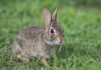 pruebas en animales