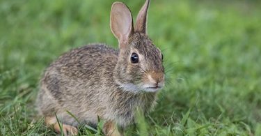 pruebas en animales
