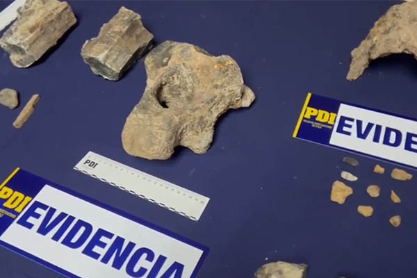 fósiles PDI