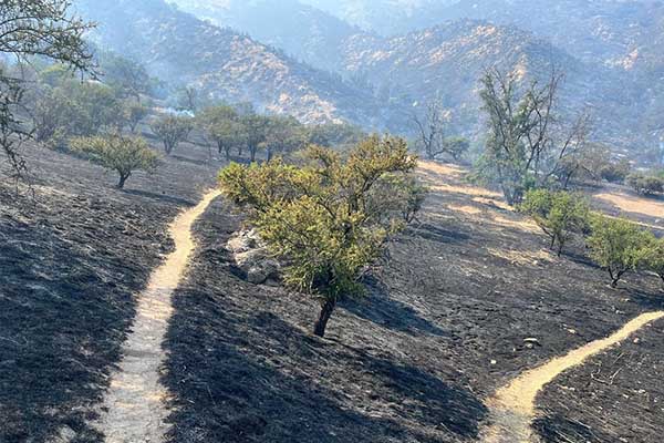 Incendios forestales