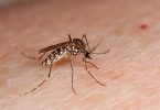 dengue