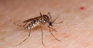 dengue