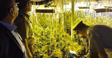 marihuana