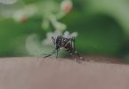 dengue contagios