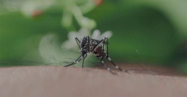 dengue contagios