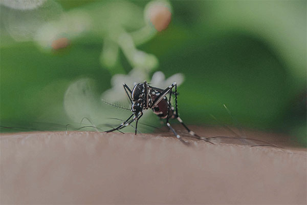 dengue contagios