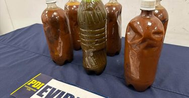 ayahuasca