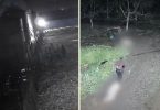 matadero clandestino Isla de Maipo