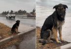Perrito abandonado