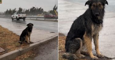 Perrito abandonado