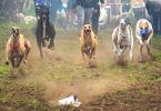 carreras perros galgos