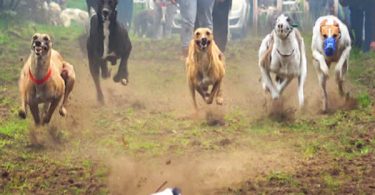 carreras perros galgos