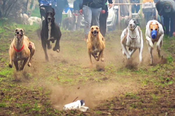 carreras perros galgos