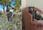 perrita galgo