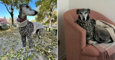 perrita galgo