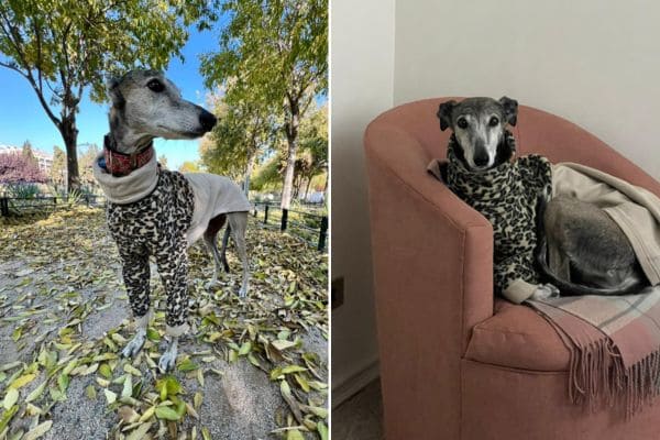 perrita galgo