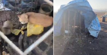 Colina animales en jaulas