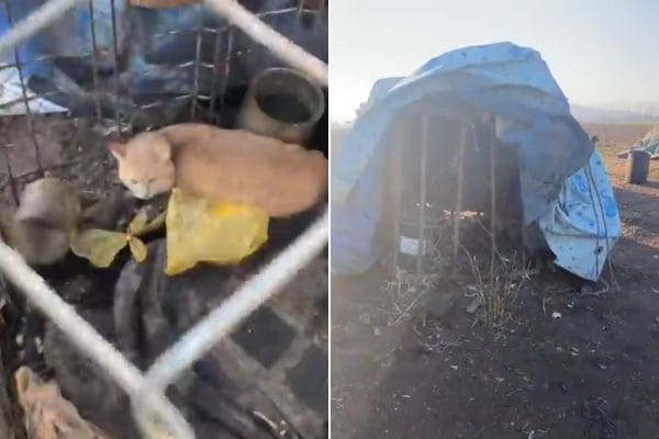Colina animales en jaulas