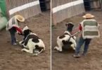 rodeo