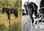 caballo
