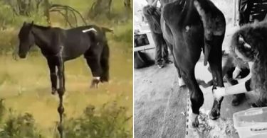 caballo