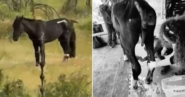 caballo