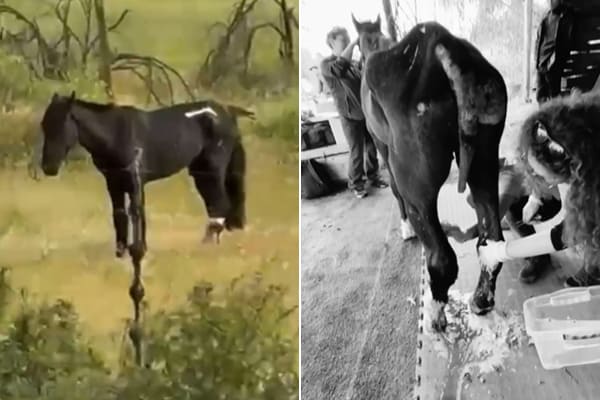 caballo