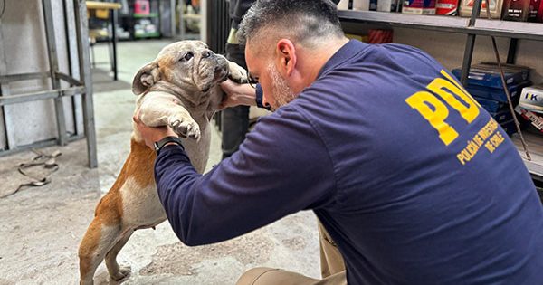 maltrato animal