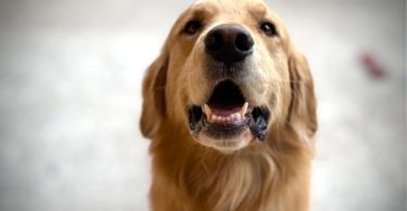 perro gato