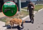 Perro Lampa