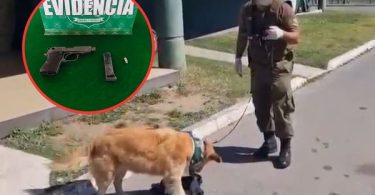 Perro Lampa