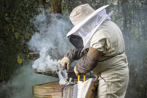 sector apícola incendios forestales 29/12/25