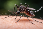 Alerta sanitaria mosquito
