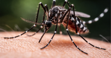 Alerta sanitaria mosquito