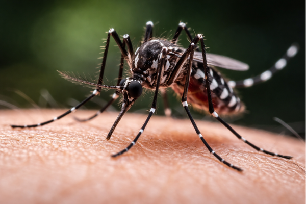 Alerta sanitaria mosquito