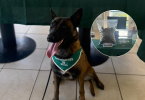Perro de Carabineros
