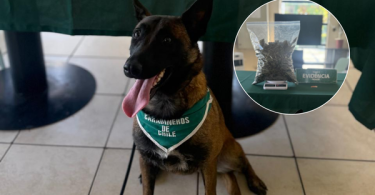 Perro de Carabineros