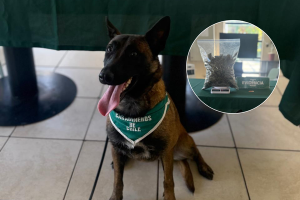Perro de Carabineros
