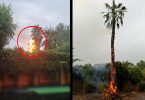 Rayo provoca incendio de palmera