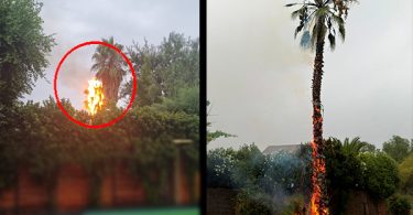 Rayo provoca incendio de palmera