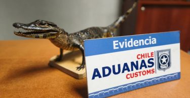 yacaré bebé disecado 22/01/26