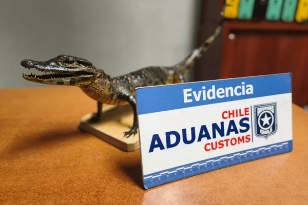 yacaré bebé disecado 22/01/26