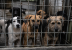 Informe abre debate por perros abandonados