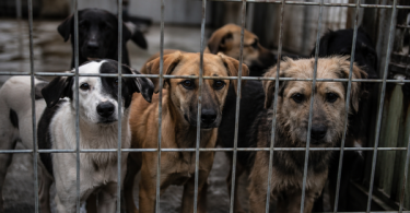 Informe abre debate por perros abandonados