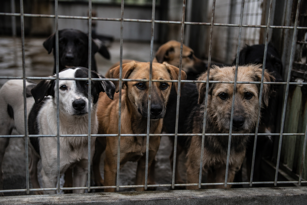 Informe abre debate por perros abandonados