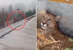 Puma Paine