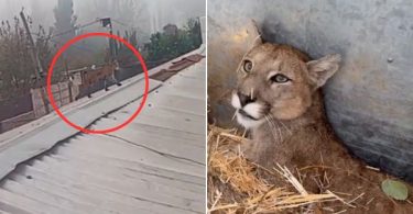 Puma Paine