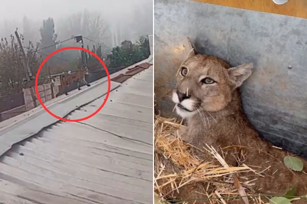 Puma Paine