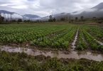 emergencia agrícola